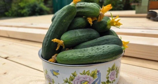 ������ �� ����: 5 �������� ��� ��������� ��������