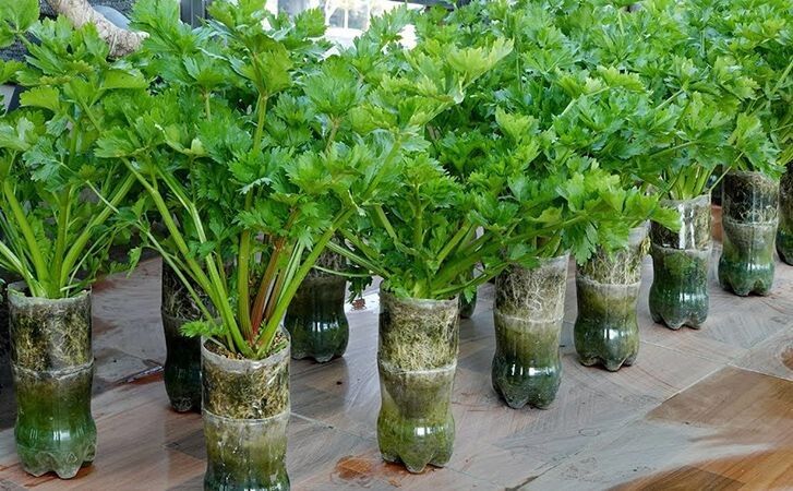 Как вырастить свежий сельдерей в домашних условиях: секреты успеха