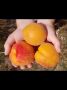 Уникальный вкус персика ананасного: как вырастить и насладиться