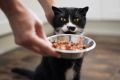 Почему кошки выбирают лишь соус из влажного корма?