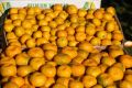 Абхазские мандарины: собиратели, покупатели и секреты успеха